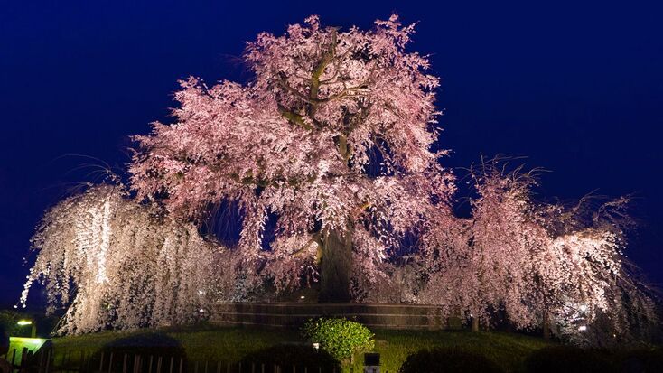 le-hoi-anh-dao-hanami-19 (1).jpg